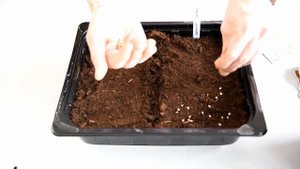 Свежая зелень на подоконнике зимой и ранней весной