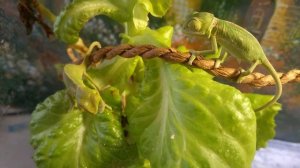 чем кормить детеныша хамелеона