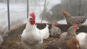 Бресс Гальские куры