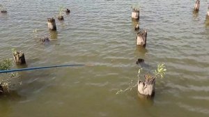 Ловля окуня на живца. Бешеный клёв!