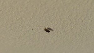 Как избавится от 100 дрозофил за 72 часа...