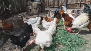 ГУСЫНЯ КОТОРАЯ ЖИВЕТ С КУРАМИ // ПОЧЕМУ НЕ ВЫПУСКАЮ К ГУСЯМ??