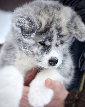 Забрали щенка, его первый день в новой стае!