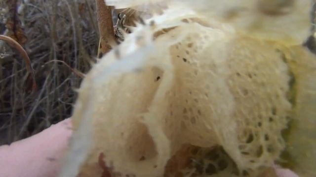 Хмель где быстро набрать это растение, это декоративный огурец смотреть онлайн