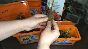 ЧТО ТАКОЕ РАССАДА ФРИГО?