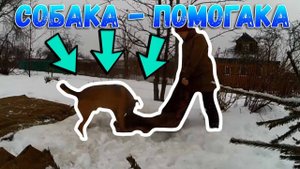 ❄ Собака - помогака ❄