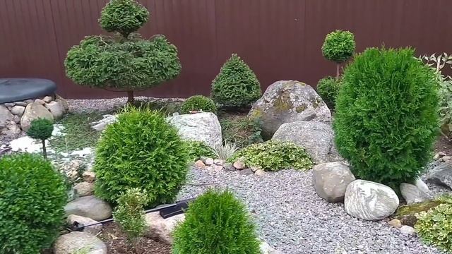 Когда обрезать хвойные растения? Сроки и виды обрезки. смотреть онлайн