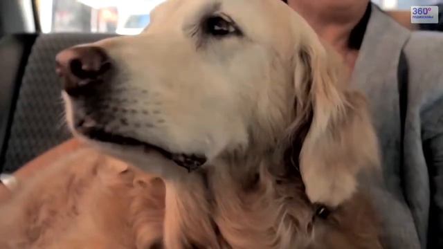 Друзья животные - подарки для домашних питомцев смотреть онлайн