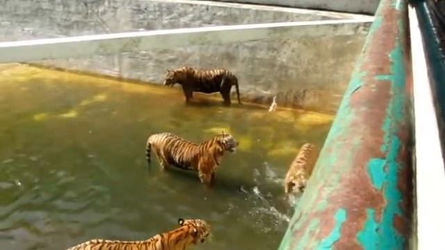 Кормление тигров, Tiger feeding