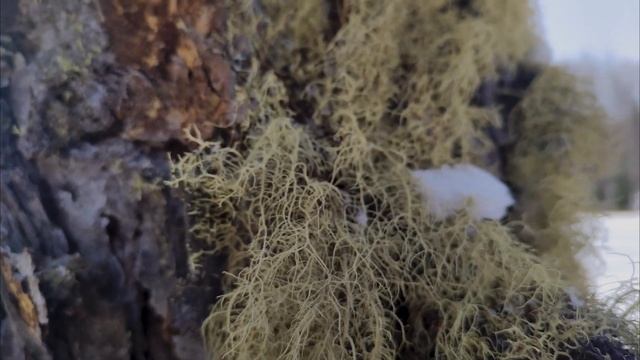 Дорога на Кутурчин. Там где снимали "Хозяин Тайги". смотреть онлайн