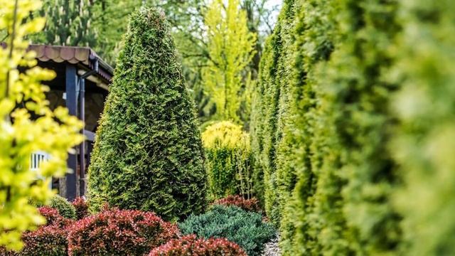 Как Выбрать Саженцы Туи и Где Лучше Посадить?