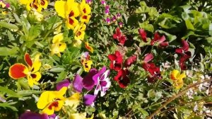 Виола на клумбе под балконом, очень крупная.