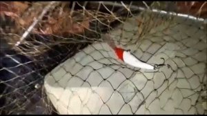 ?  РЫБАЛКА В ДЕСНОГОРСКЕ !