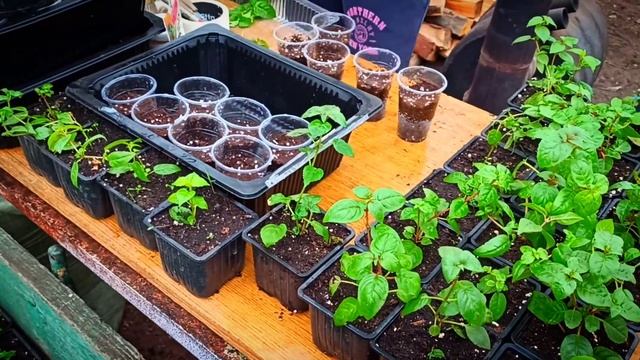 Фуксия. Размножение черенкованием. смотреть онлайн