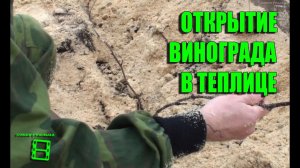 Открытие винограда. Результаты зимовки. Северный виноградник с "0" #Виноград