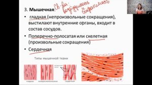 Ткани человека. Эпителиальная, соединительная, мышечная, нервная