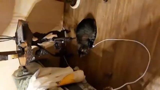 Игрушка для кошек со звуковым чипом смотреть онлайн