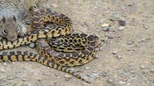 Борьба белки со змеёй