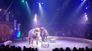 Elephants act in Circus.Индийские Слоны