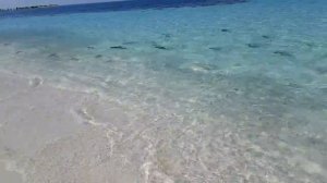 Shark Attack in Maldives Vacation!