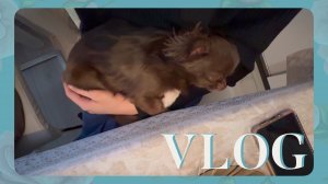 VLOG 17.03.2024 Тедди уснул в гостях! Мы с папой улетаем!