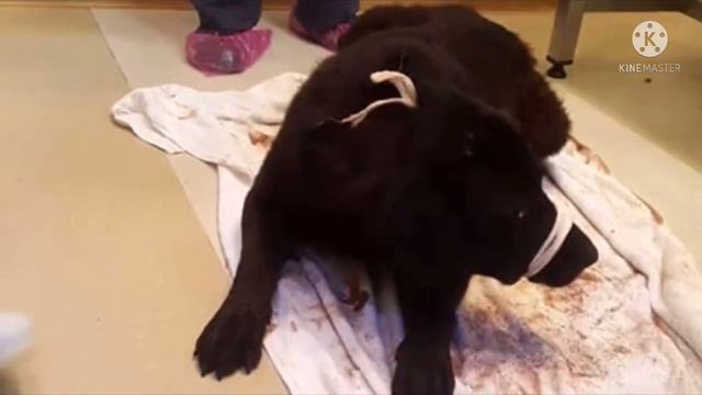 Она спешила с ребёнком в школу… Но пройти мимо этих страдающих глаз было невозможно смотреть онлайн