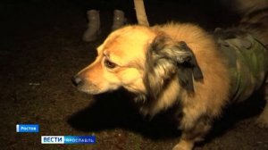 В одной из ветеринарных клиник Ярославля врачи пытаются спасти отправленных собак