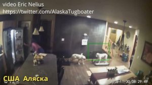 Сильное землетрясение 7,0 на Аляске!!!  Severe earthquake 7.0 in Alaska !!!