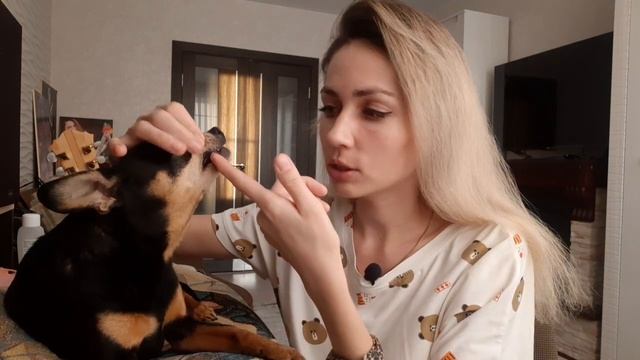 Смена зубов у собаки. Когда? Или как уследить за правильным прикусом своей собаки смотреть онлайн