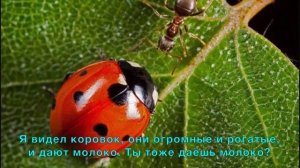 Божья коровка и друзья (1 серия познавательной сказки)