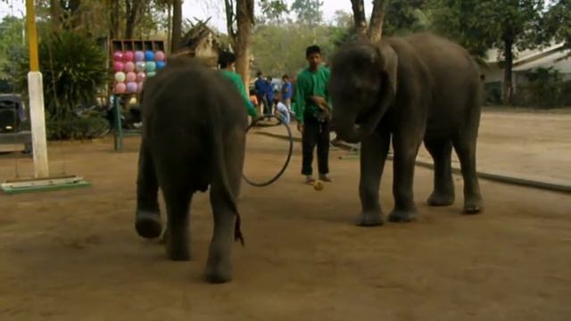 Слонята | Elephants