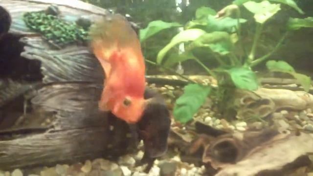 Астронотус и красный попугай: кто кого? смотреть онлайн