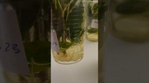 КОРНЕВИН против HB101. Какой стимулятор корнеобразования выбрать? Мой эксперимент