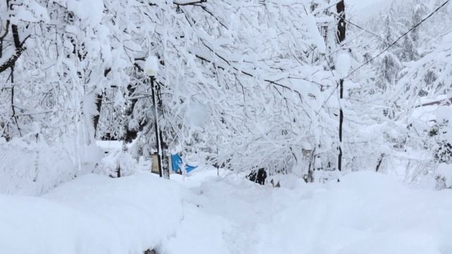 ШОК! Грузию завалило снегом! | Годердзи грузия | Хуло грузия | Жизнь в Батуми