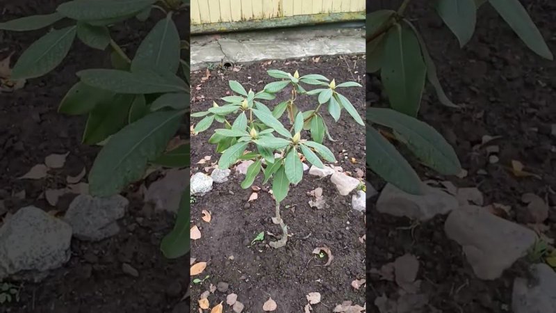 Рододендроны в ноябре. Вид, вполне, достойный. Блог о цветах.