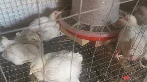 Цыплятам бройлерам 3 недели. Как они поживают без меня.