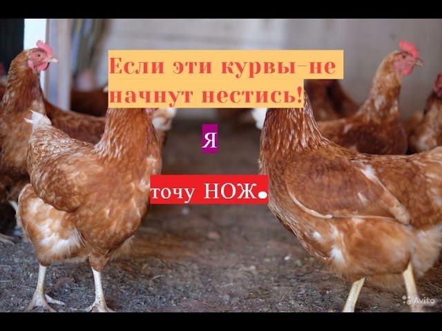 Если  курвы не начнут нестись-то- Я- точу нож.