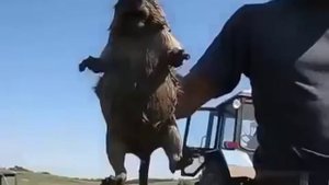 Кричащий сурок шокировал туристов видео. Прикол