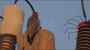 поражение дятла  электрическим током
