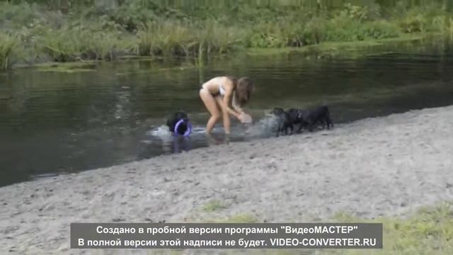 Щенки лабрадора купаются в речке смотреть онлайн