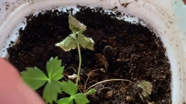 ПОЧЕМУ ПОГИБАЕТ РАССАДА ЗЕМЛЯНИКИ? смотреть онлайн