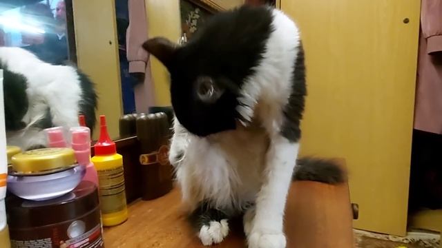Кошачьи обнимашки. Самый красивый котёнок в мире!