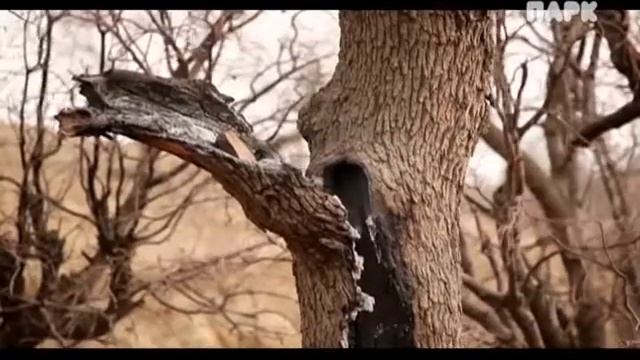 Сокрытые в дубах (2015) смотреть онлайн