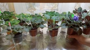 Экскурсия по моим полочкам. Фиалки на стеллаже.