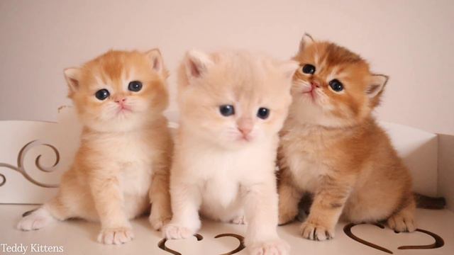 The cuteness meter broke after this video смотреть онлайн