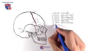 Швы костей черепа (соединения костей черепа) - meduniver.com