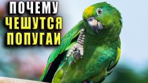 Почему чешутся попугаи