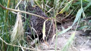 Страшное животное. Как шипит ёжик)