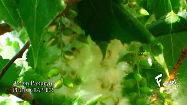 АЛЛЕРГЕН И ОЧИСТИТЕЛЬ ВОЗДУХА одновременно тополь смотреть онлайн