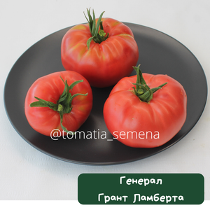 Генерал грант ламберта